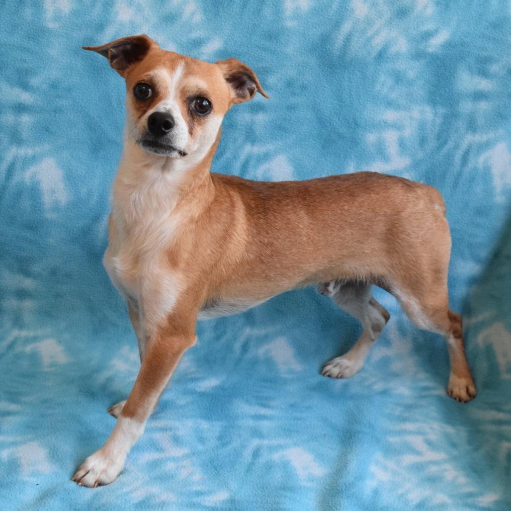 Enlarge Robbins, a Adoptable mixed breed in Eureka, CA image 2/4