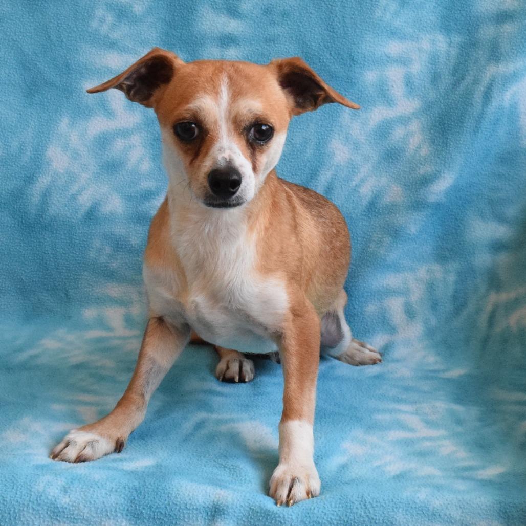 Enlarge Robbins, a Adoptable mixed breed in Eureka, CA image 3/4