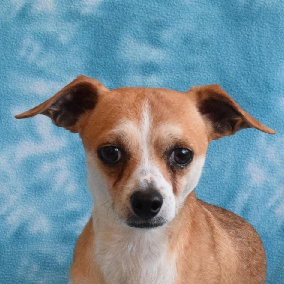 Enlarge Robbins, a Adoptable mixed breed in Eureka, CA image 4/4