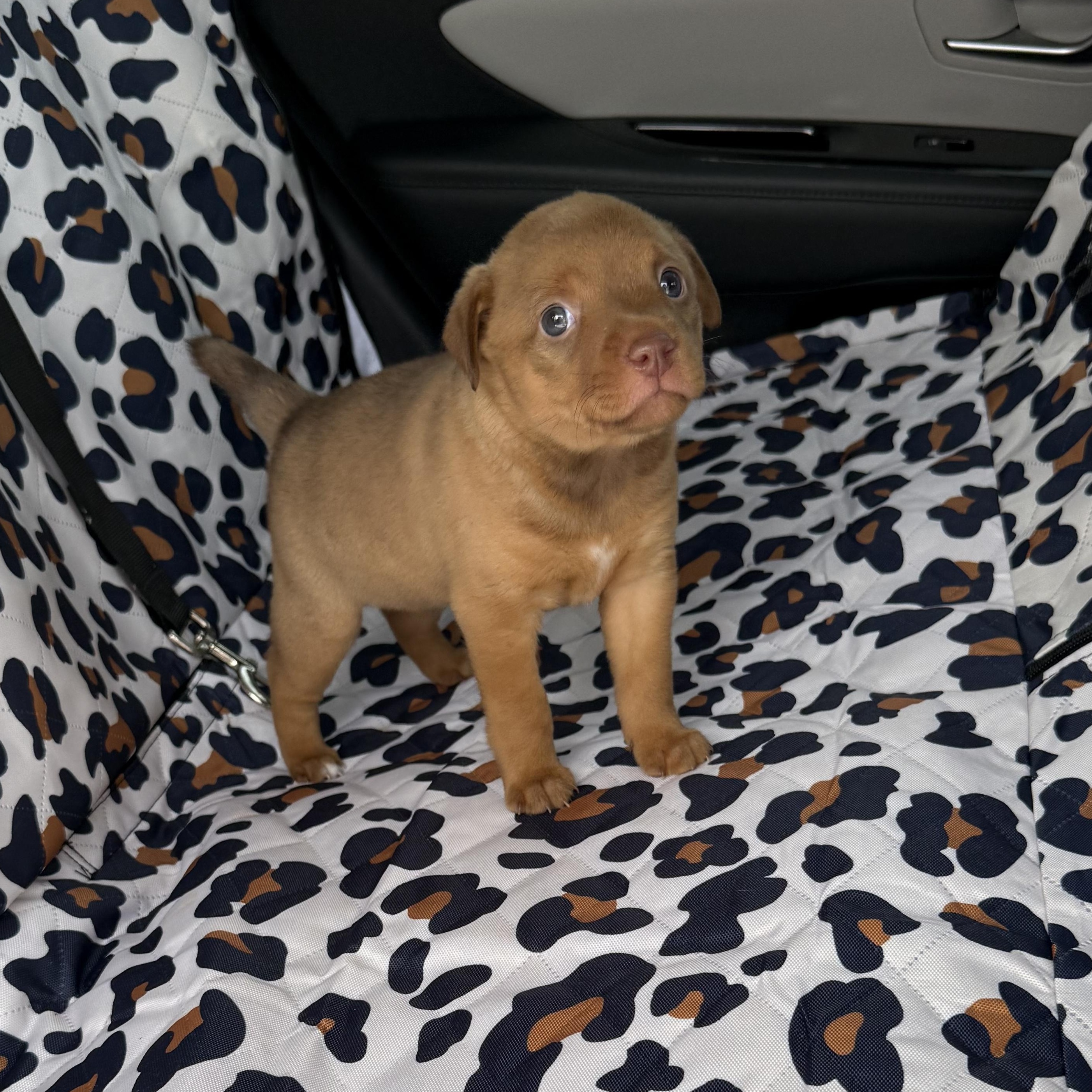 Otis, an adopted mixed breed in South Bend, IN image 2/5