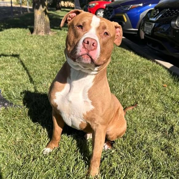 Mack, an adoptable Pit Bull Terrier in Redding, CA, 96099 | Photo Image 2