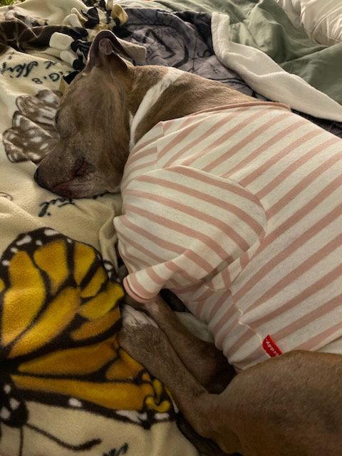 Enlarge Coco, a Adopted Pit Bull Terrier in Fort Collins, CO image 1/3