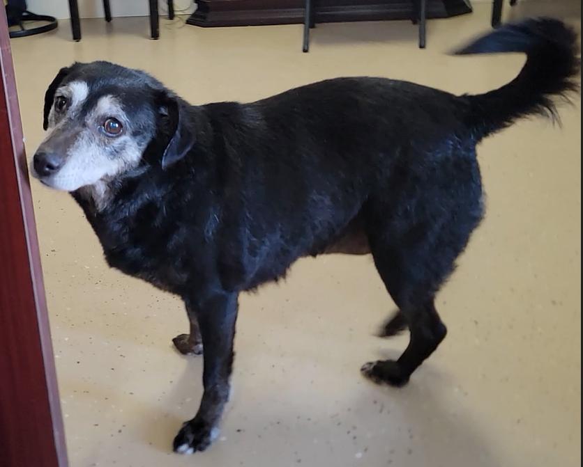 Enlarge Janis, a ADOPTABLE Black Labrador Retriever in Mount Sterling, KY image 3/6