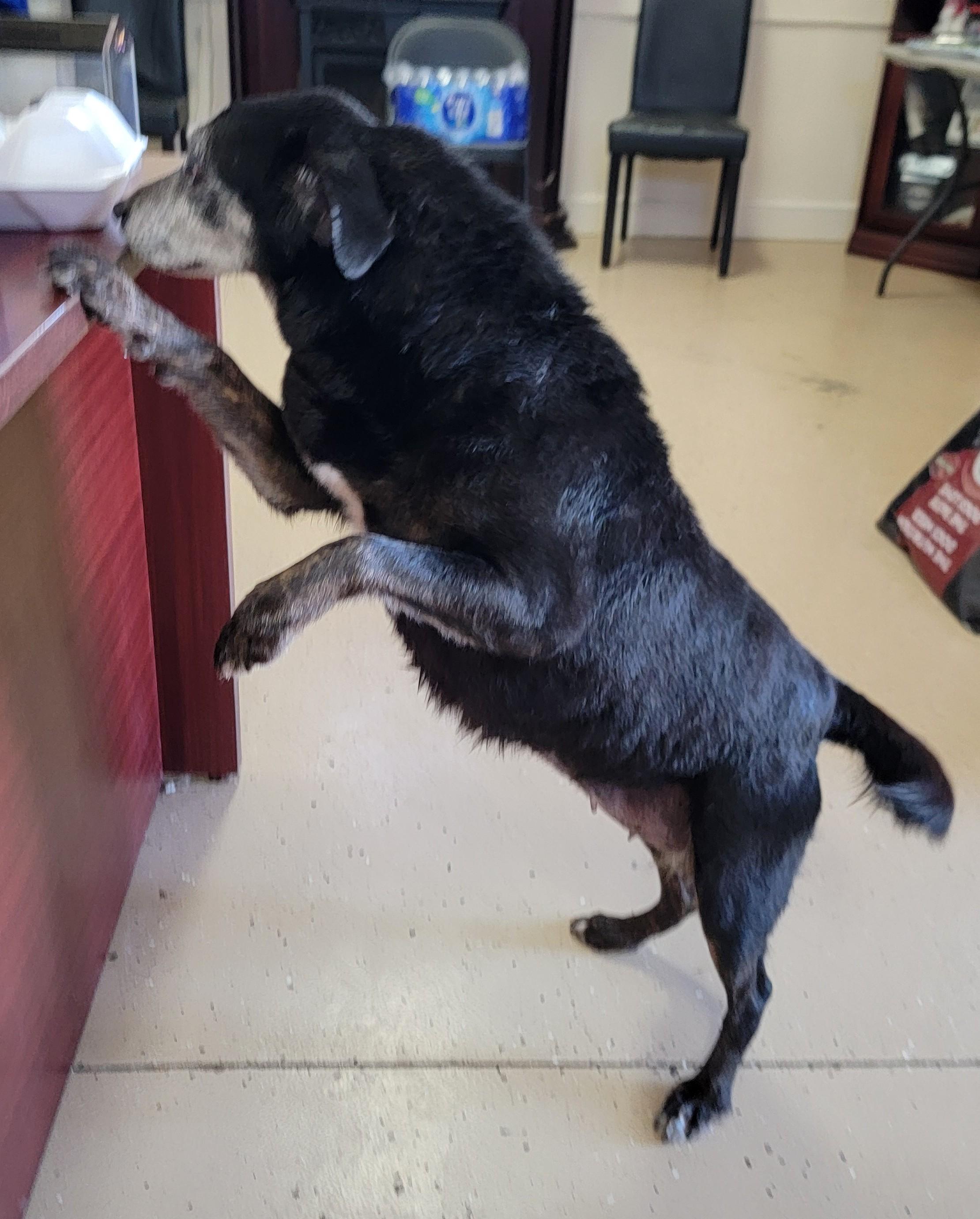 Enlarge Janis, a ADOPTABLE Black Labrador Retriever in Mount Sterling, KY image 5/6