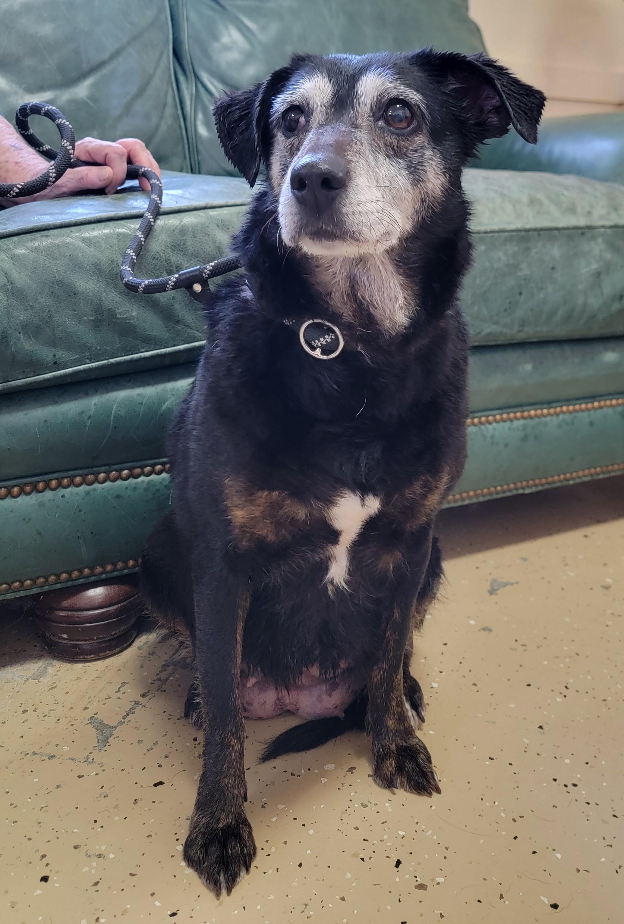 Enlarge Janis, a ADOPTABLE Black Labrador Retriever in Mount Sterling, KY image 1/6
