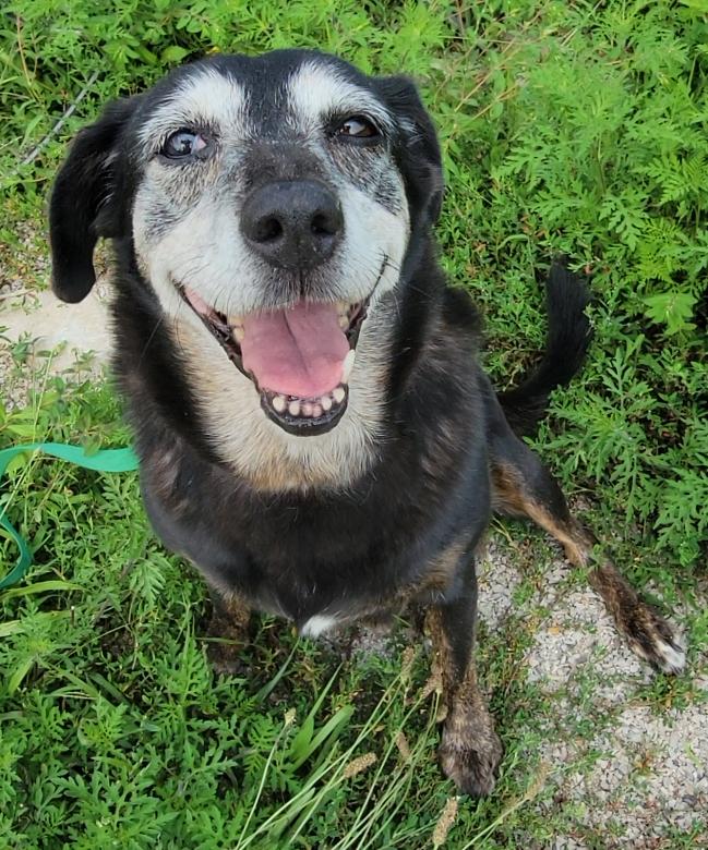 Janis, Adoptable, Adult Female Black Labrador Retriever.