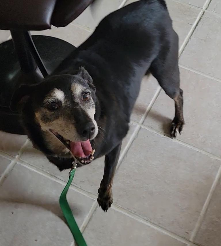 Enlarge Janis, a Adoptable Black Labrador Retriever in Mount Sterling, KY image 4/6