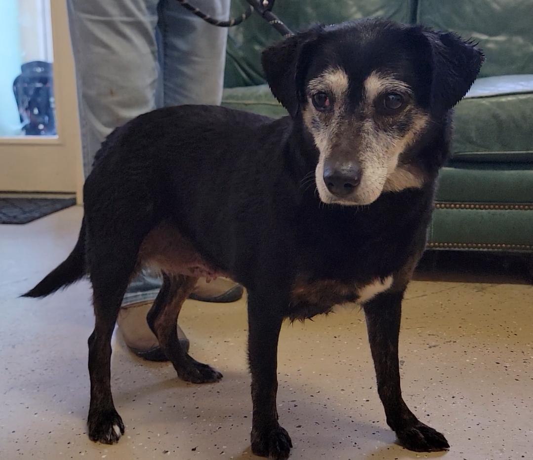 Enlarge Janis, a ADOPTABLE Black Labrador Retriever in Mount Sterling, KY image 4/6
