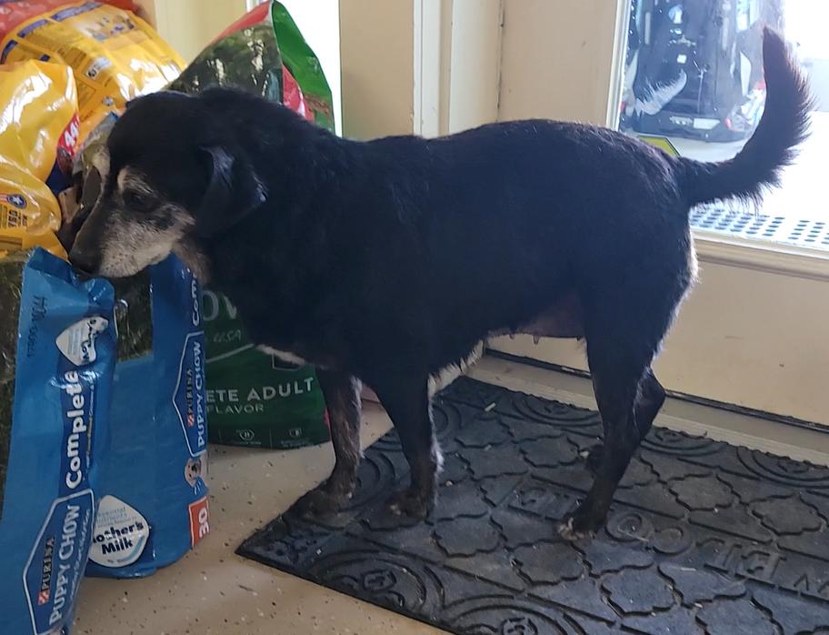 Enlarge Janis, a ADOPTABLE Black Labrador Retriever in Mount Sterling, KY image 6/6