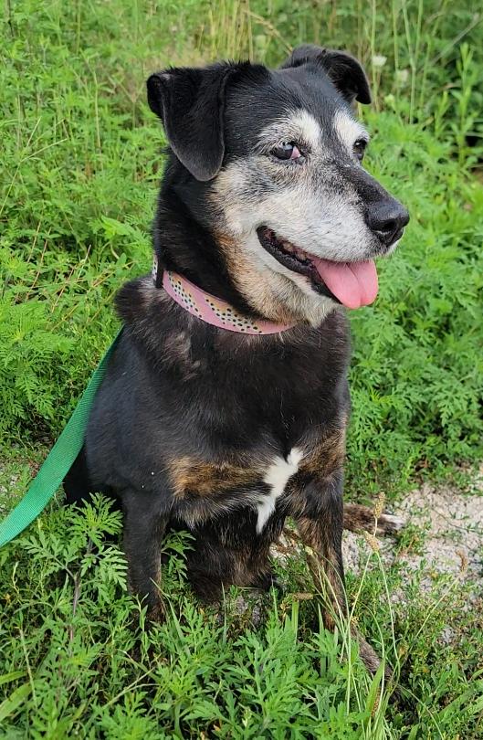 Enlarge Janis, a Adoptable Black Labrador Retriever in Mount Sterling, KY image 2/6
