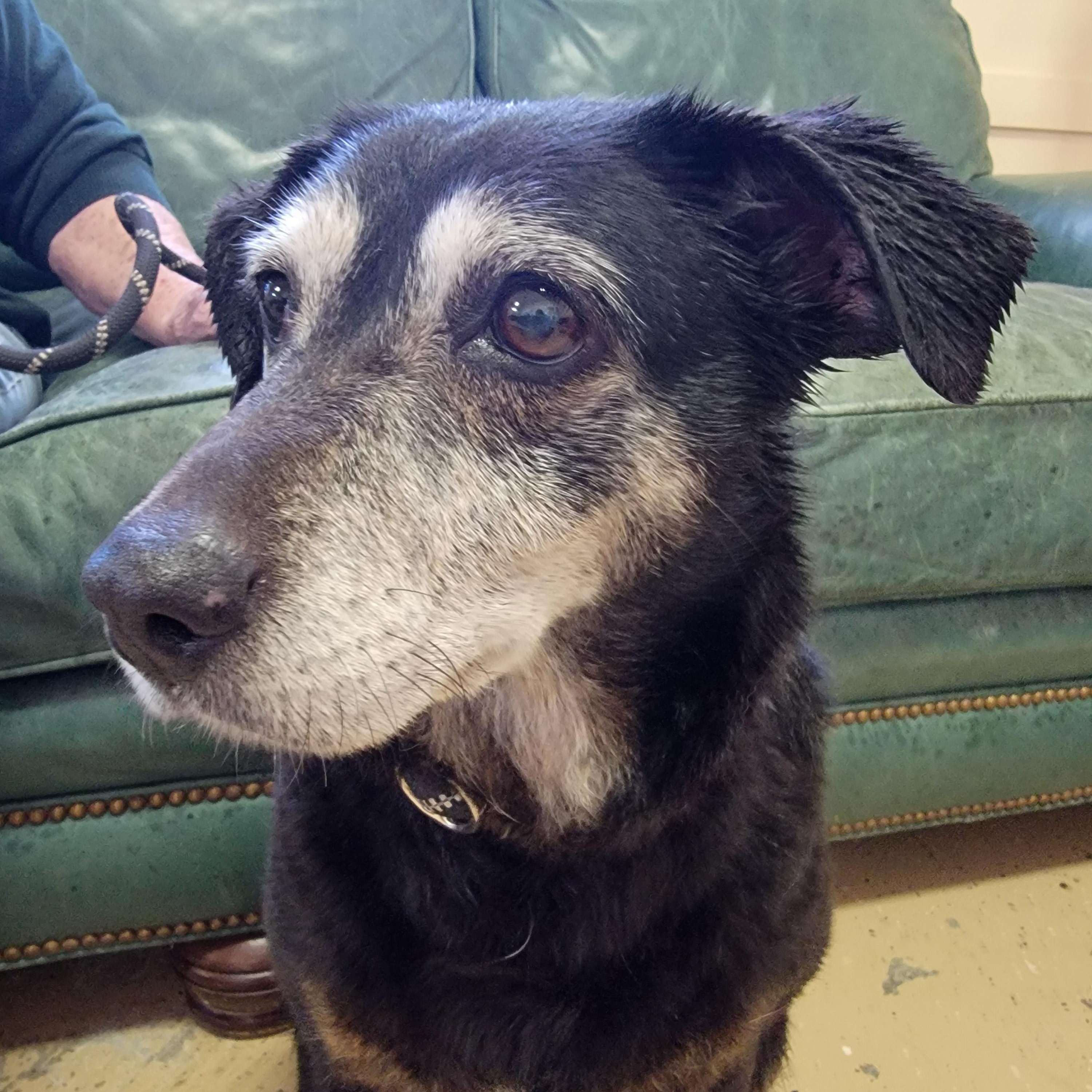 Enlarge Janis, a ADOPTABLE Black Labrador Retriever in Mount Sterling, KY image 2/6