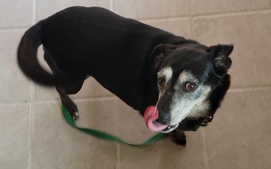 Enlarge Janis, a Adoptable Black Labrador Retriever in Mount Sterling, KY image 5/6