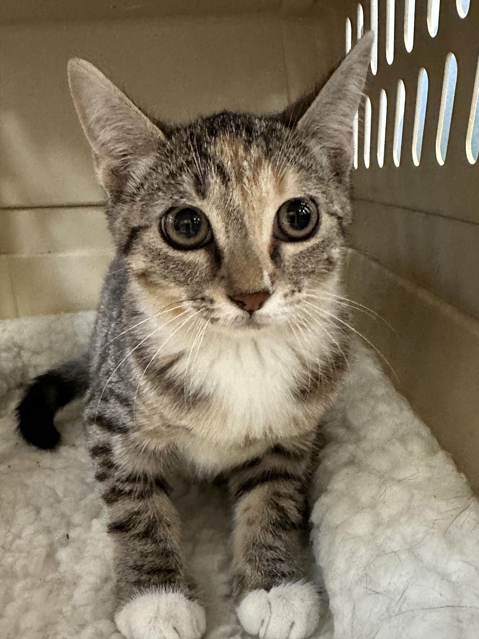 Enlarge Jill, a Adoptable mixed breed in Frisco, TX image 1/1