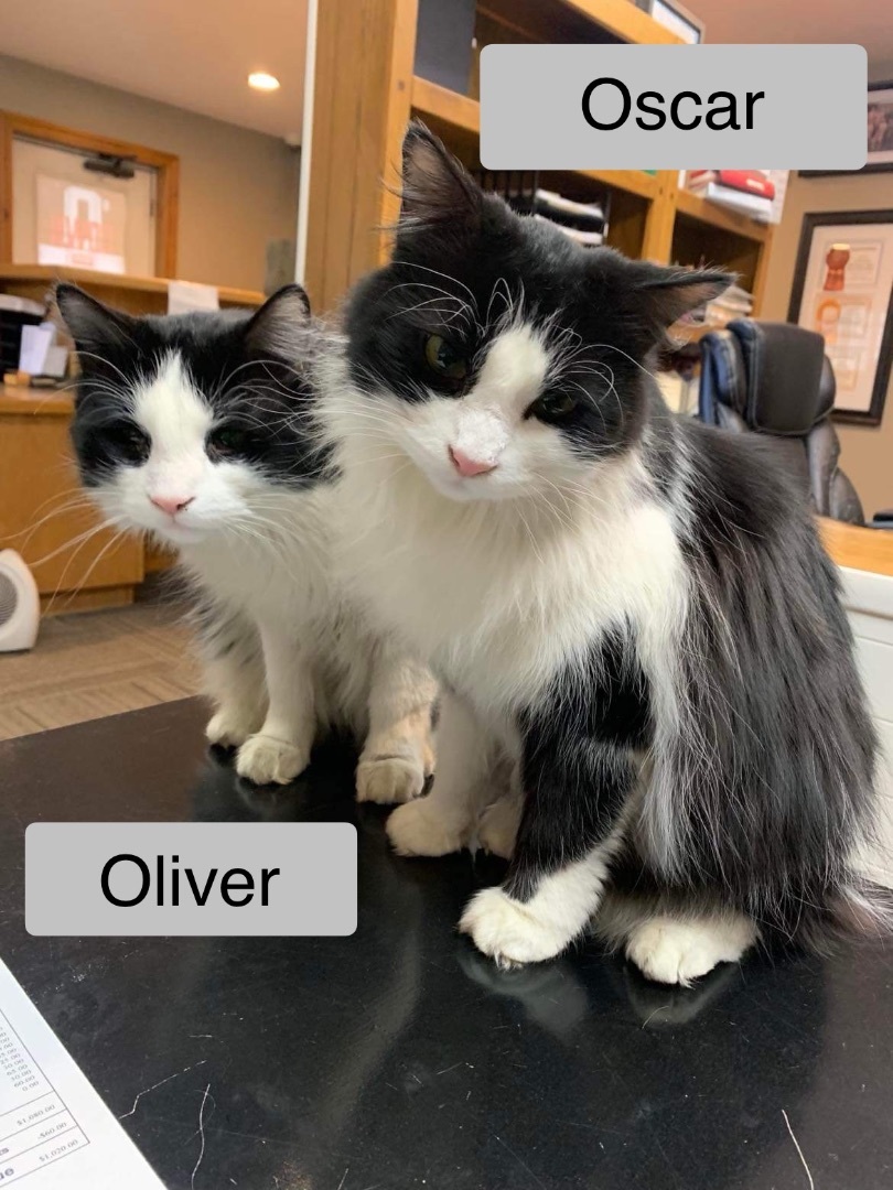 Oliver & Oscar 1