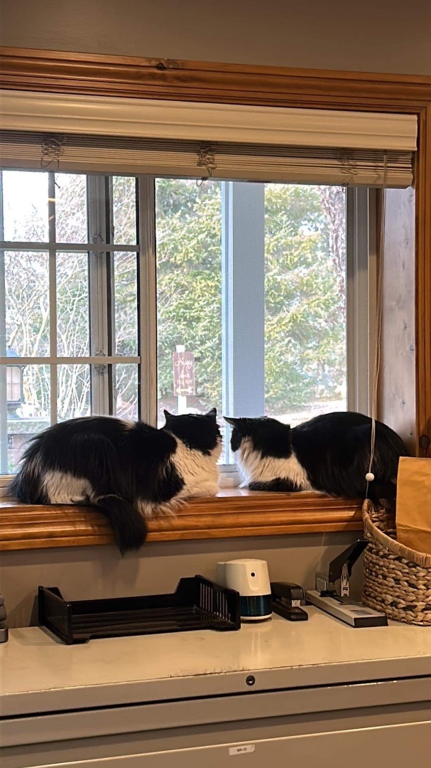 Oliver & Oscar 2