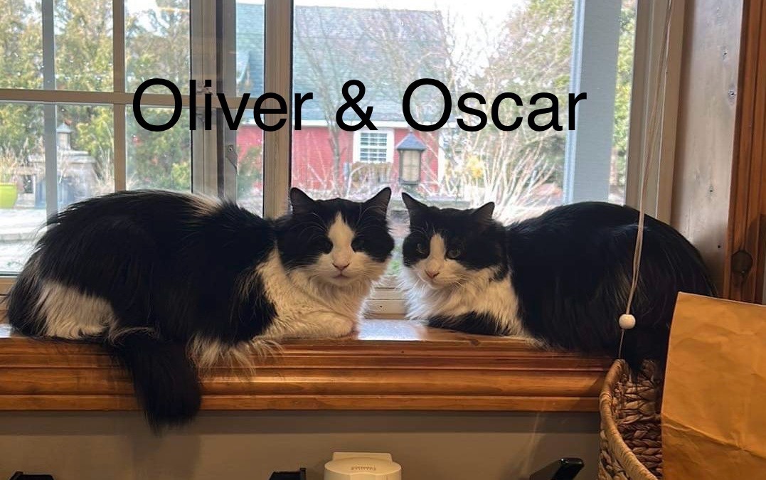 Oliver & Oscar 3