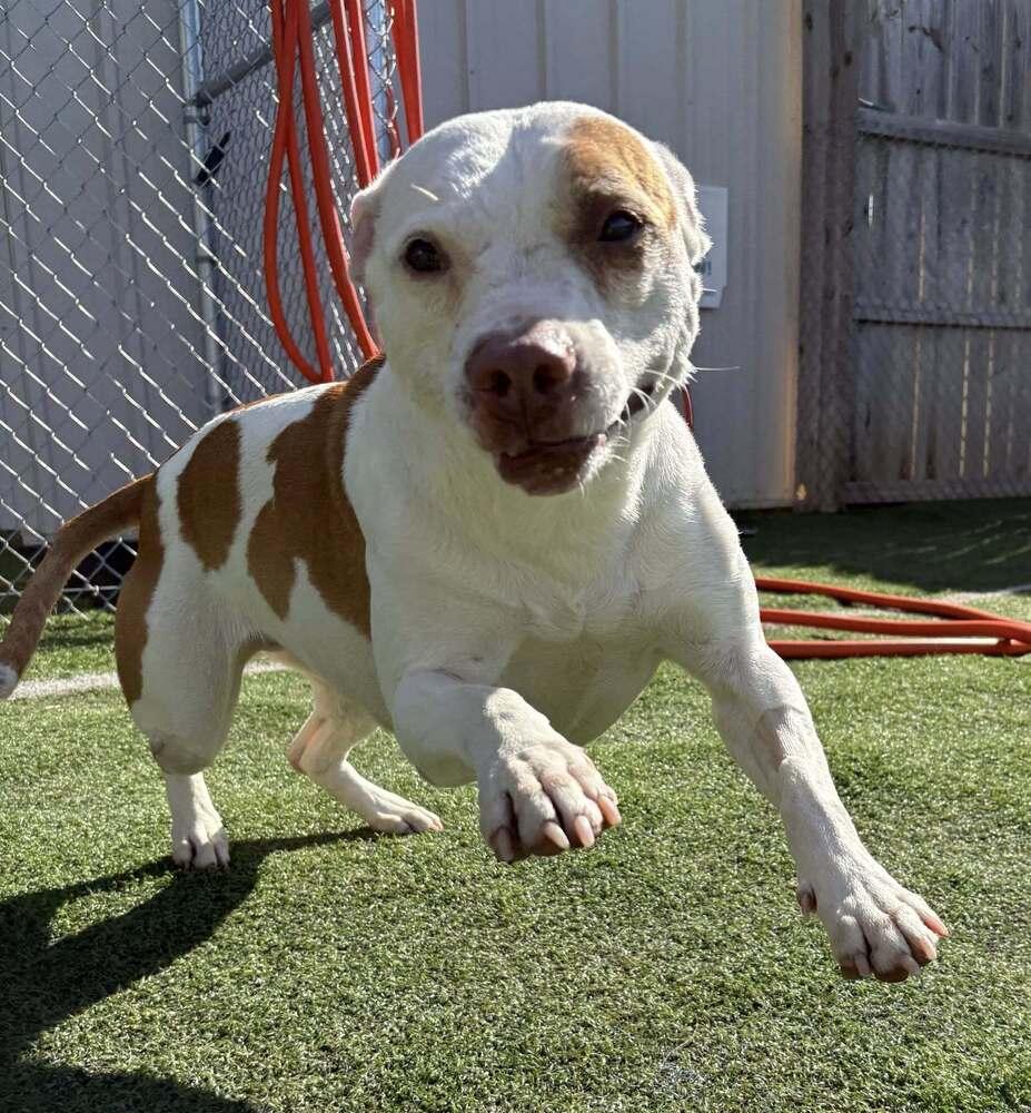Zuzu, Adoptable, Adult Female Mixed Breed.