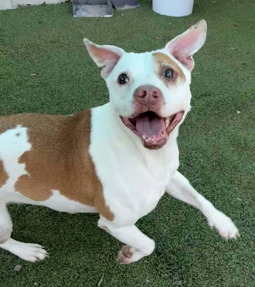 Enlarge Zuzu, a Adoptable Mixed Breed in Raleigh, NC image 2/3