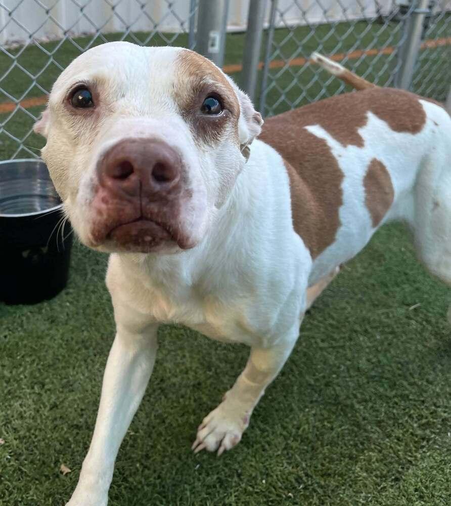 Enlarge Zuzu, a Adoptable Mixed Breed in Raleigh, NC image 3/3