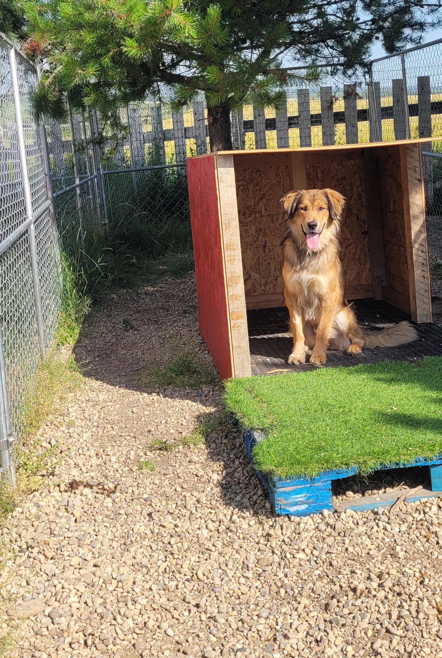 Thanos, an adoptable Golden Retriever in Lacombe, AB, T4L 1X3 | Photo Image 1