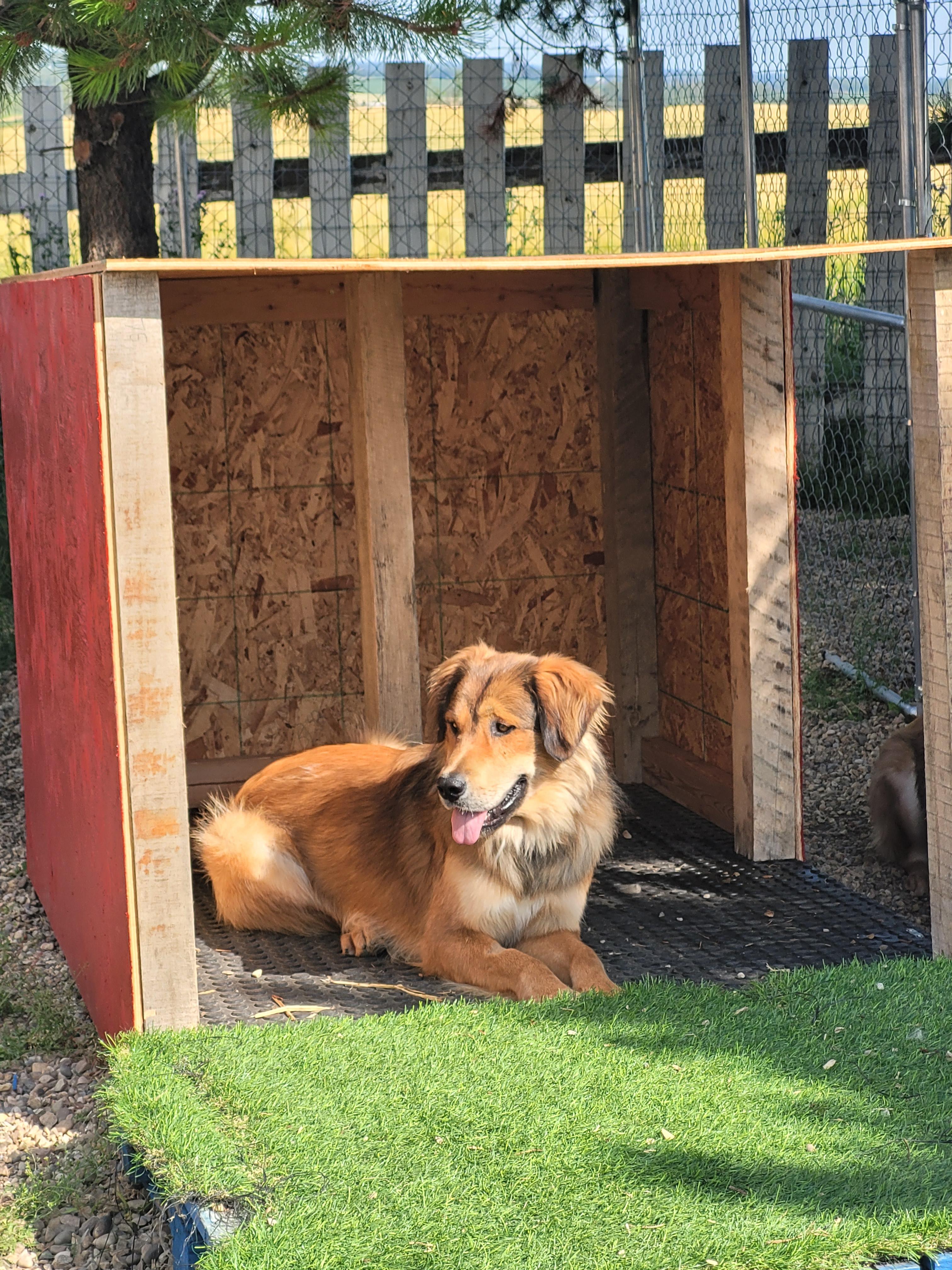 Thanos, an adoptable Golden Retriever in Lacombe, AB, T4L 1X3 | Photo Image 2