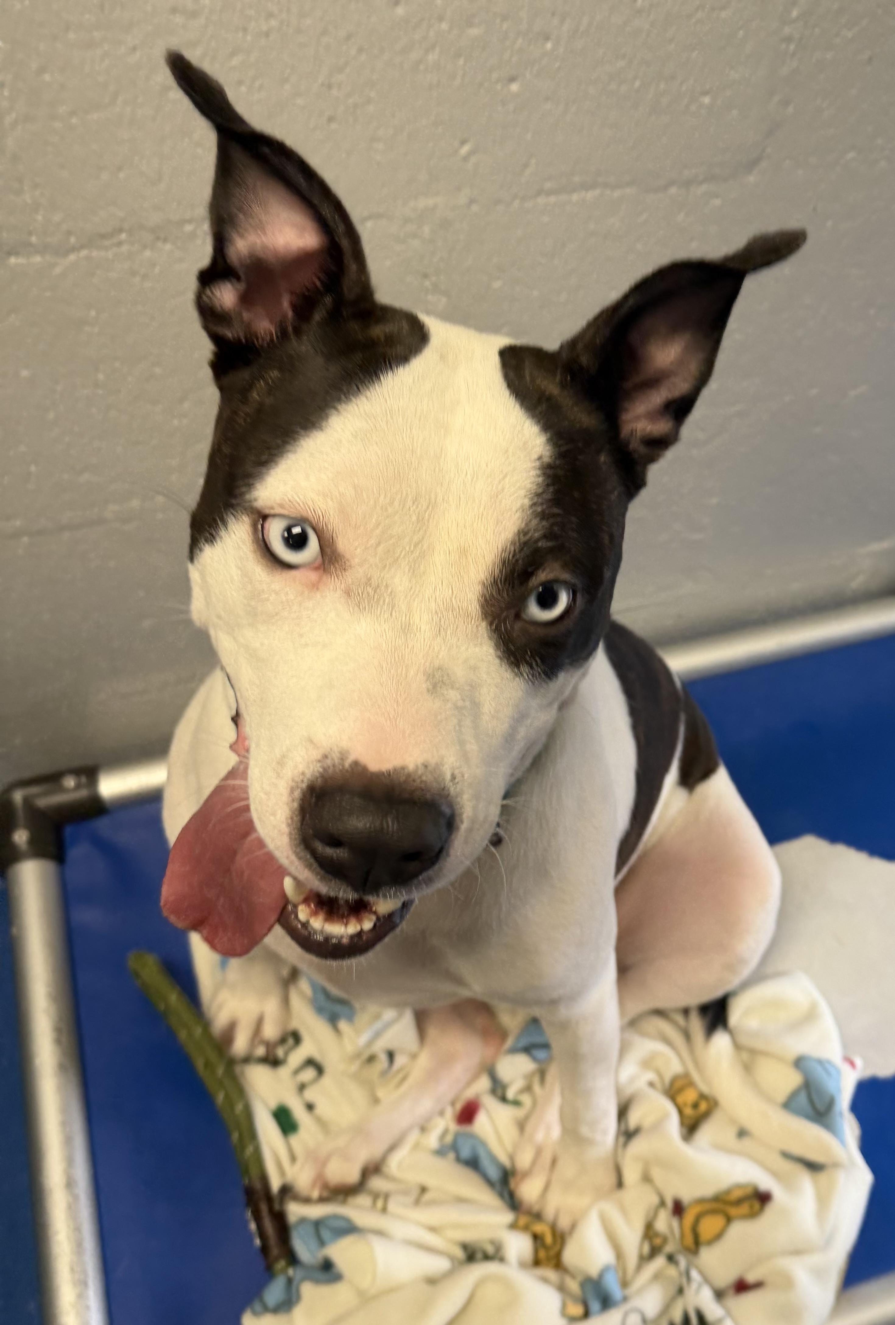 Enlarge Ocean , a ADOPTABLE mixed breed in Lancaster, SC image 5/5