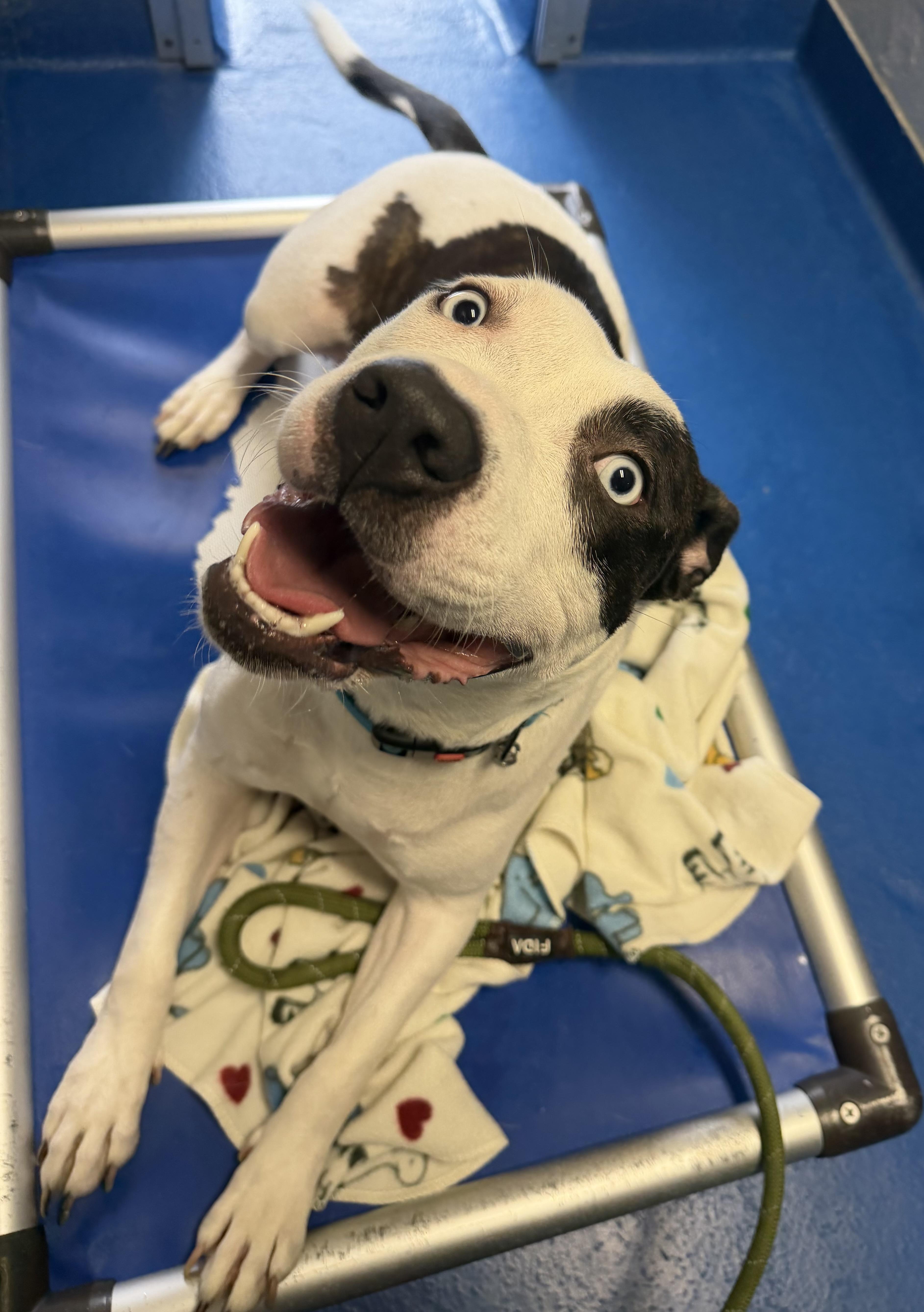 Ocean , ADOPTABLE, Adult Female Terrier & Husky.