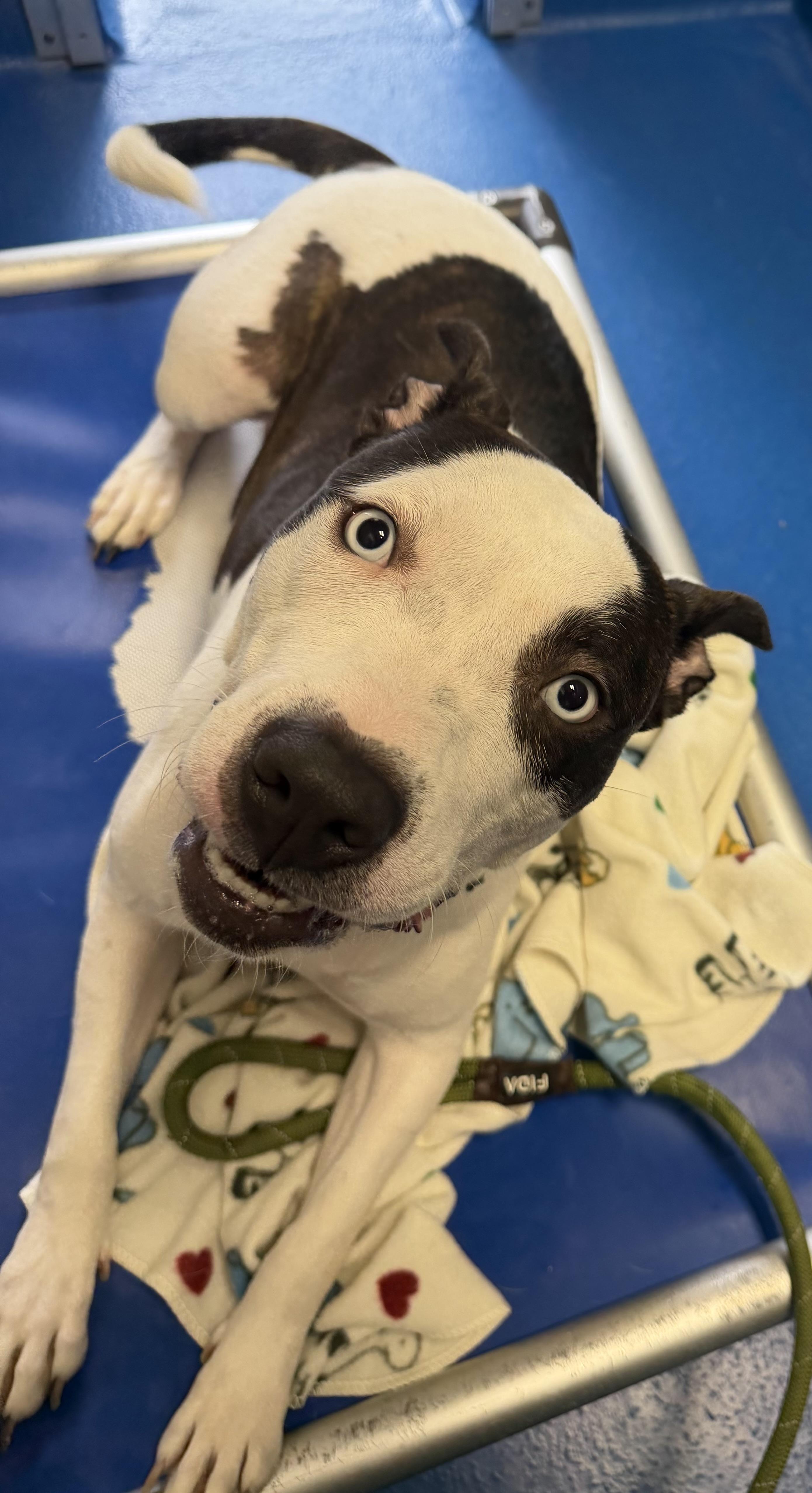 Enlarge Ocean , a ADOPTABLE mixed breed in Lancaster, SC image 3/5