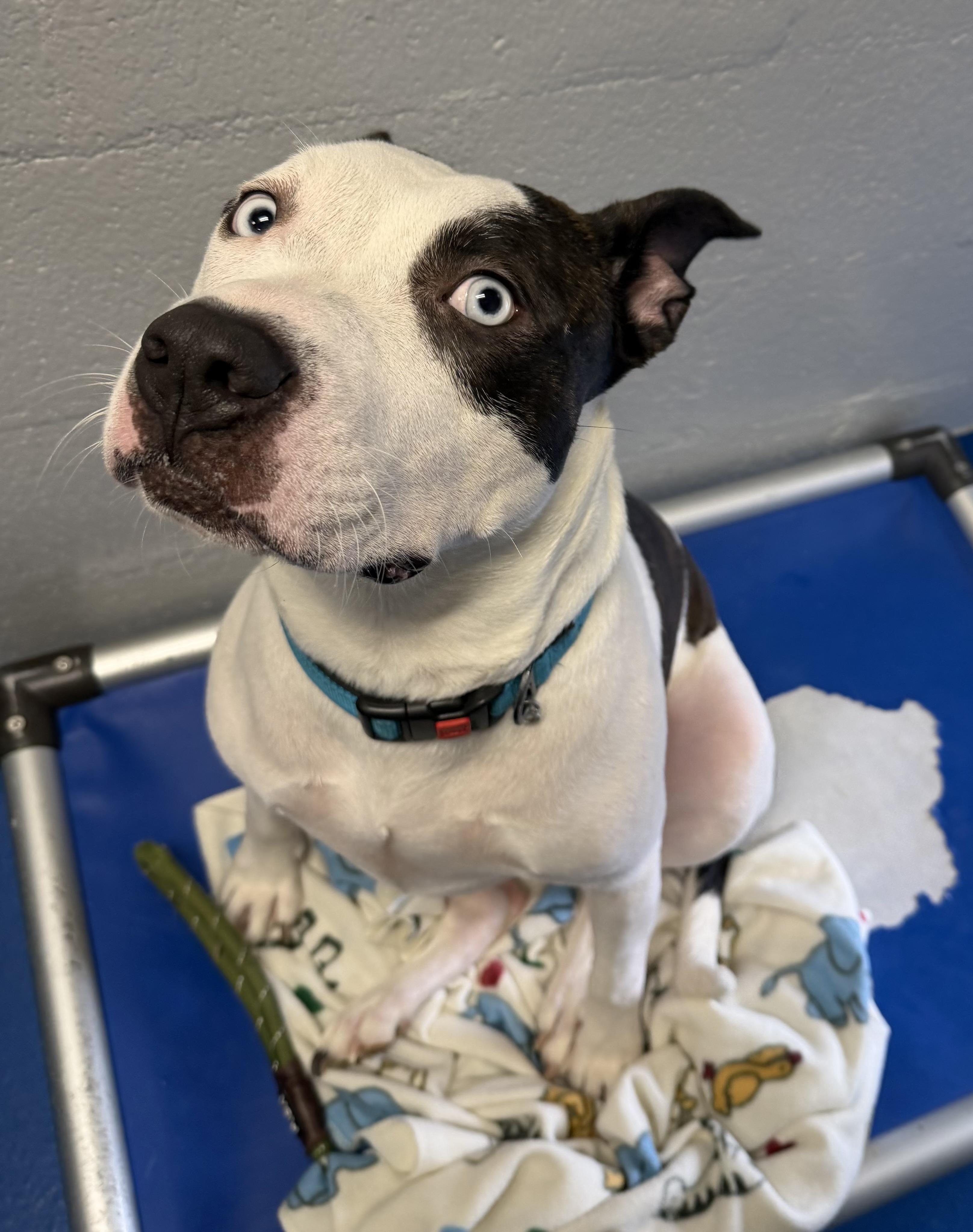 Enlarge Ocean , a ADOPTABLE mixed breed in Lancaster, SC image 4/5