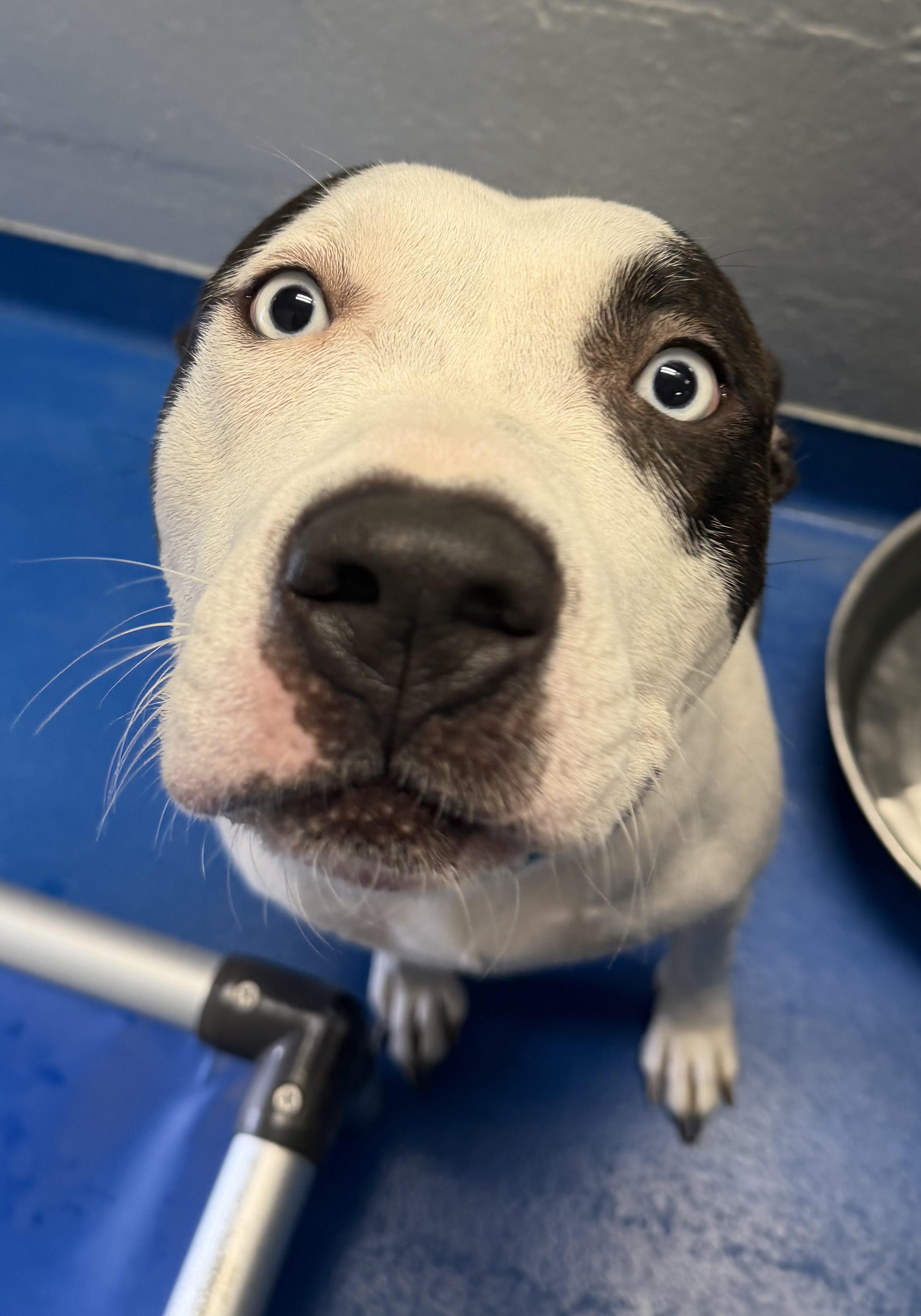 Enlarge Ocean , a ADOPTABLE mixed breed in Lancaster, SC image 2/5