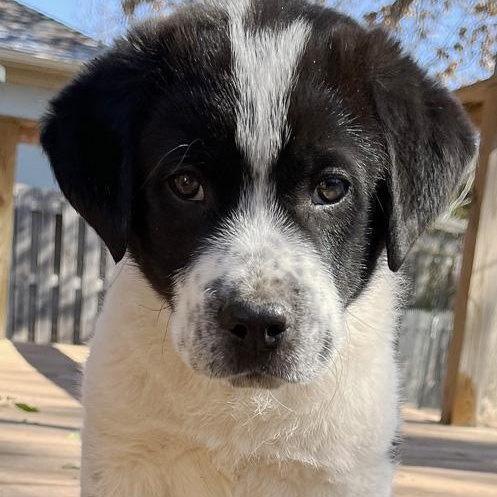 Keiko