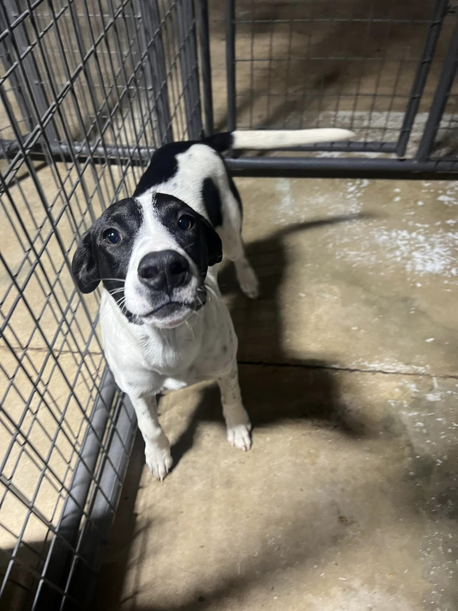 Ricky Bobby, Young Male Pointer