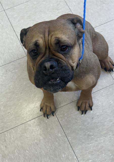 Enlarge COCO, a Adoptable English Bulldog in Killeen, TX image 1/1
