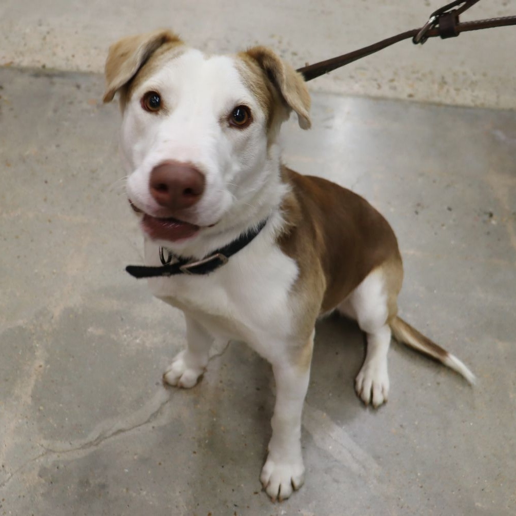 Tucker - Big Sweet Boy, Adoptable, Adult Male Terrier & Hound.
