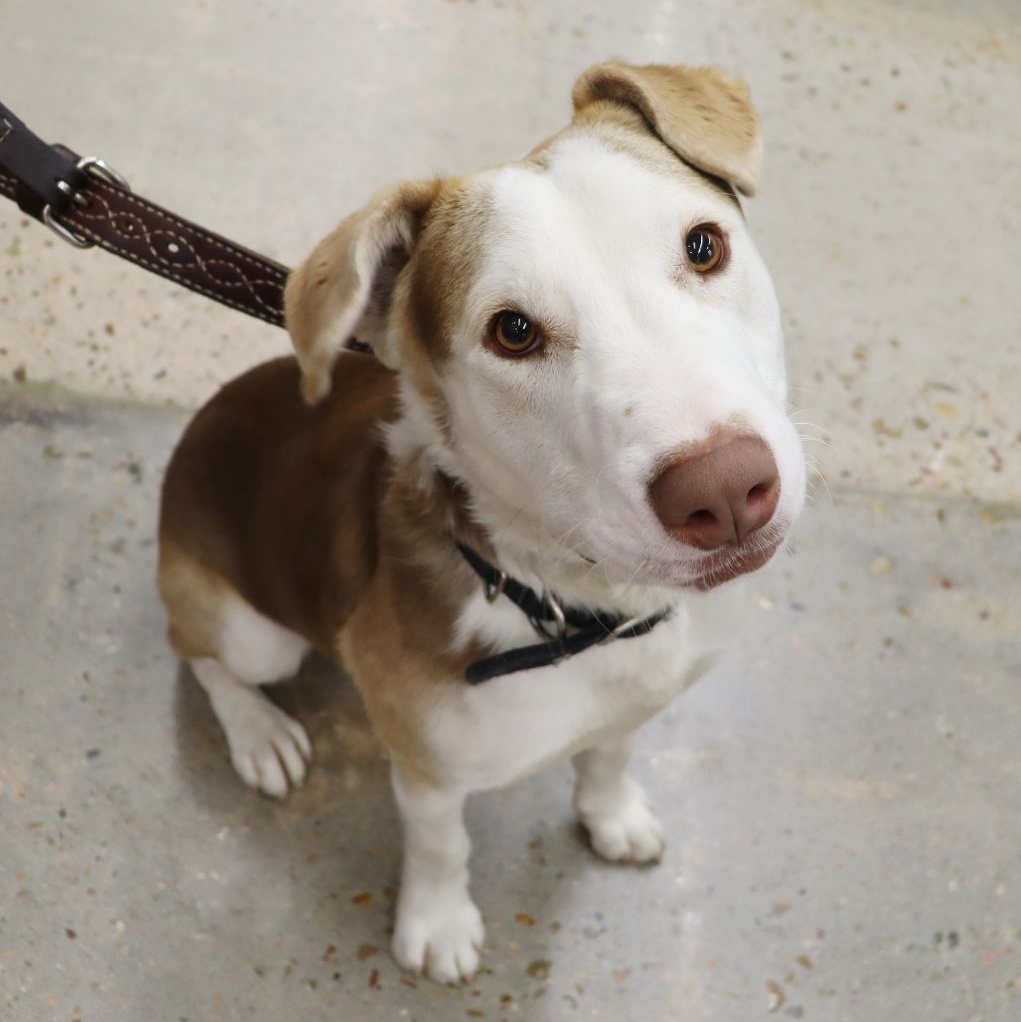 Tucker - Big Sweet Boy, a Adoptable mixed breed in League City, TX image 2/5