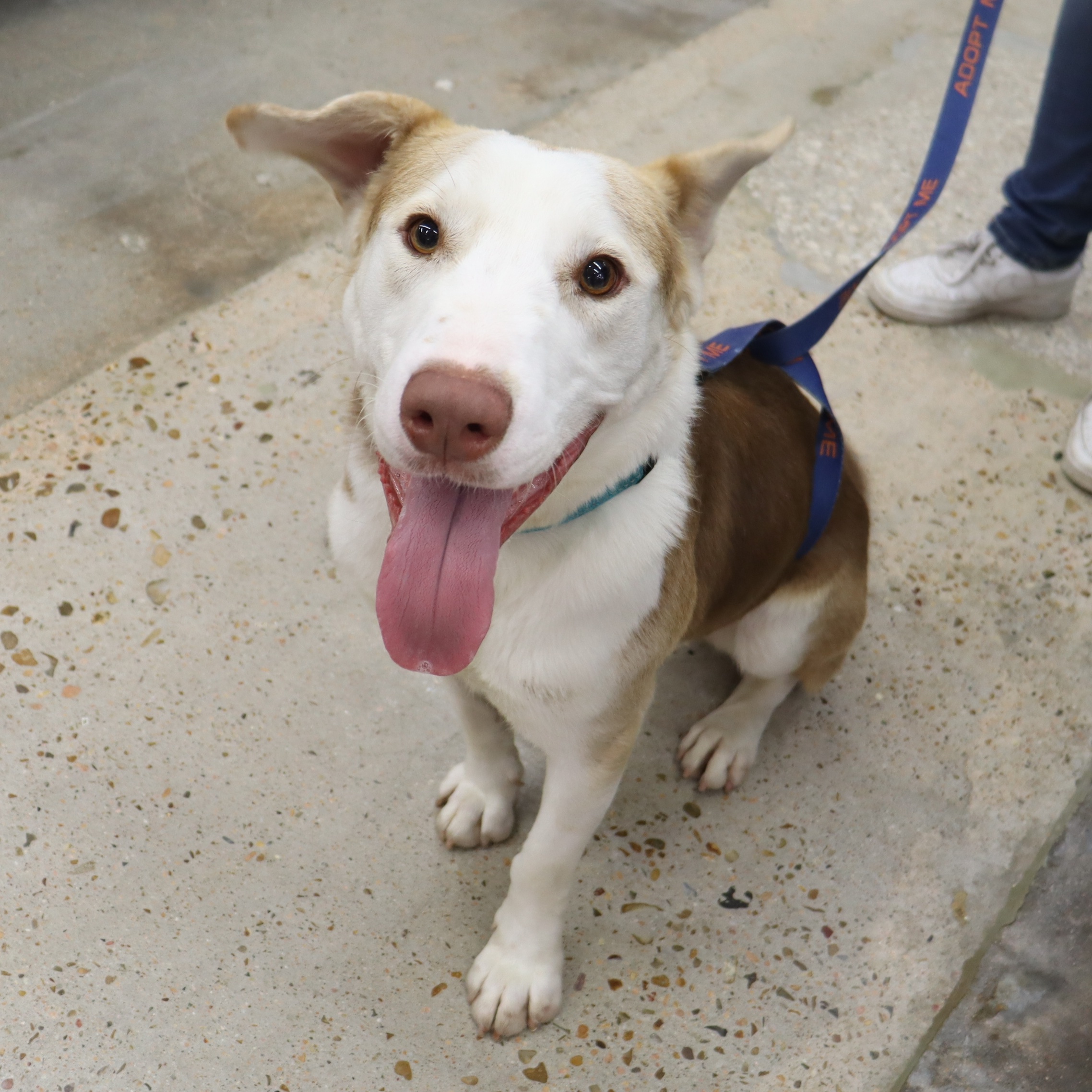Tucker - Big Sweet Boy, a Adoptable mixed breed in League City, TX image 3/5