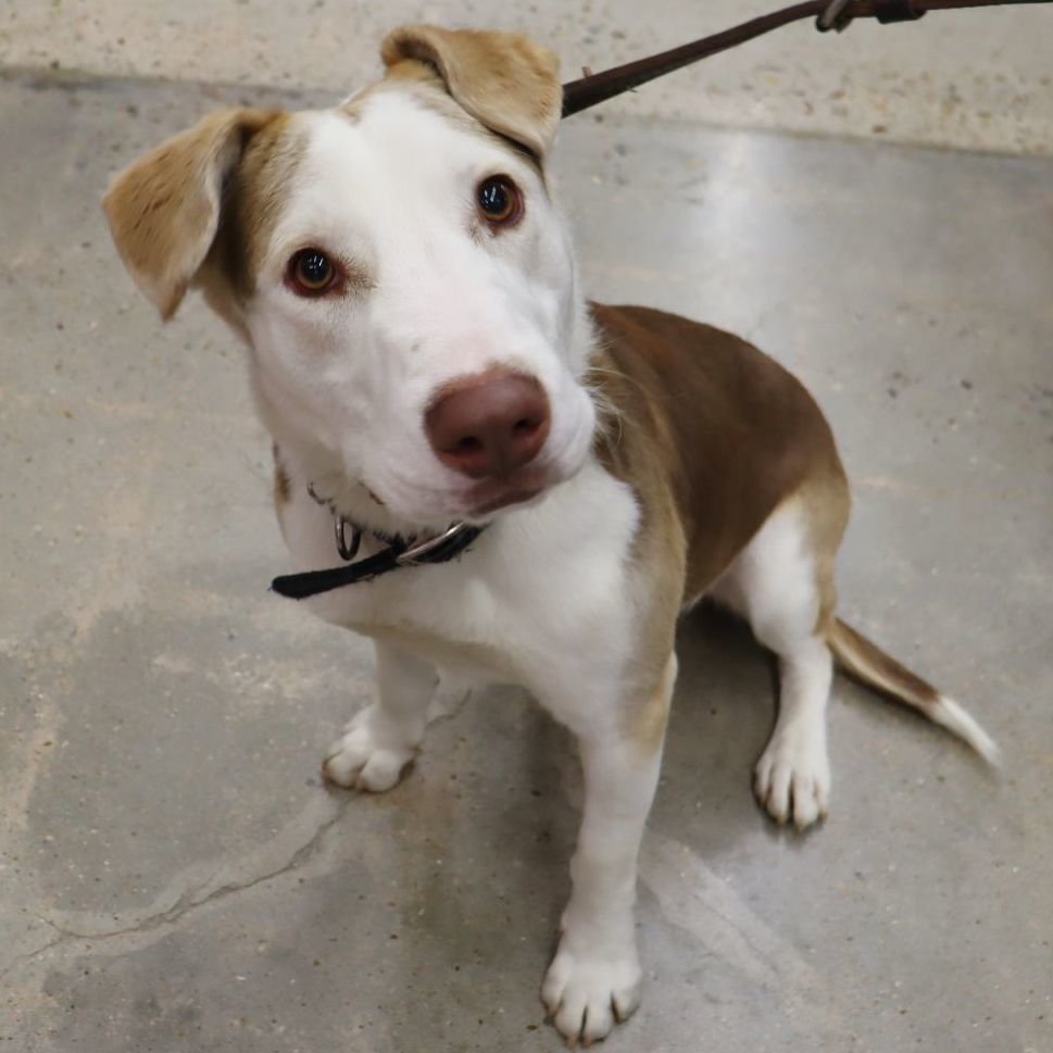 Tucker - Big Sweet Boy, a Adoptable mixed breed in League City, TX image 4/5