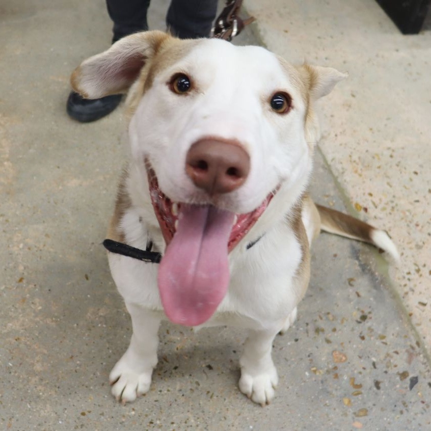 Tucker - Big Sweet Boy, a Adoptable mixed breed in League City, TX image 5/5