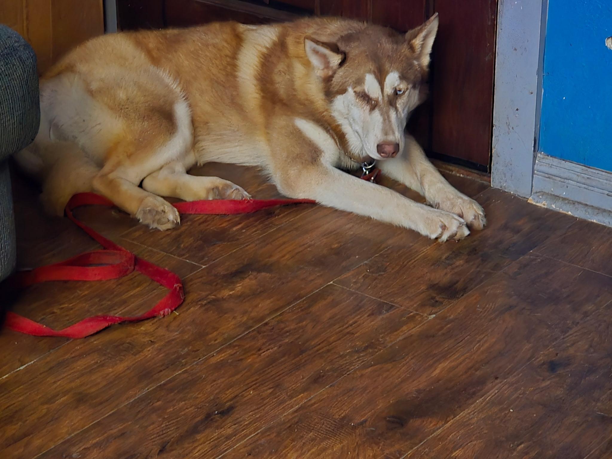 Enlarge Clara, a Adoptable Siberian Husky in Discovery Bay, CA image 2/6