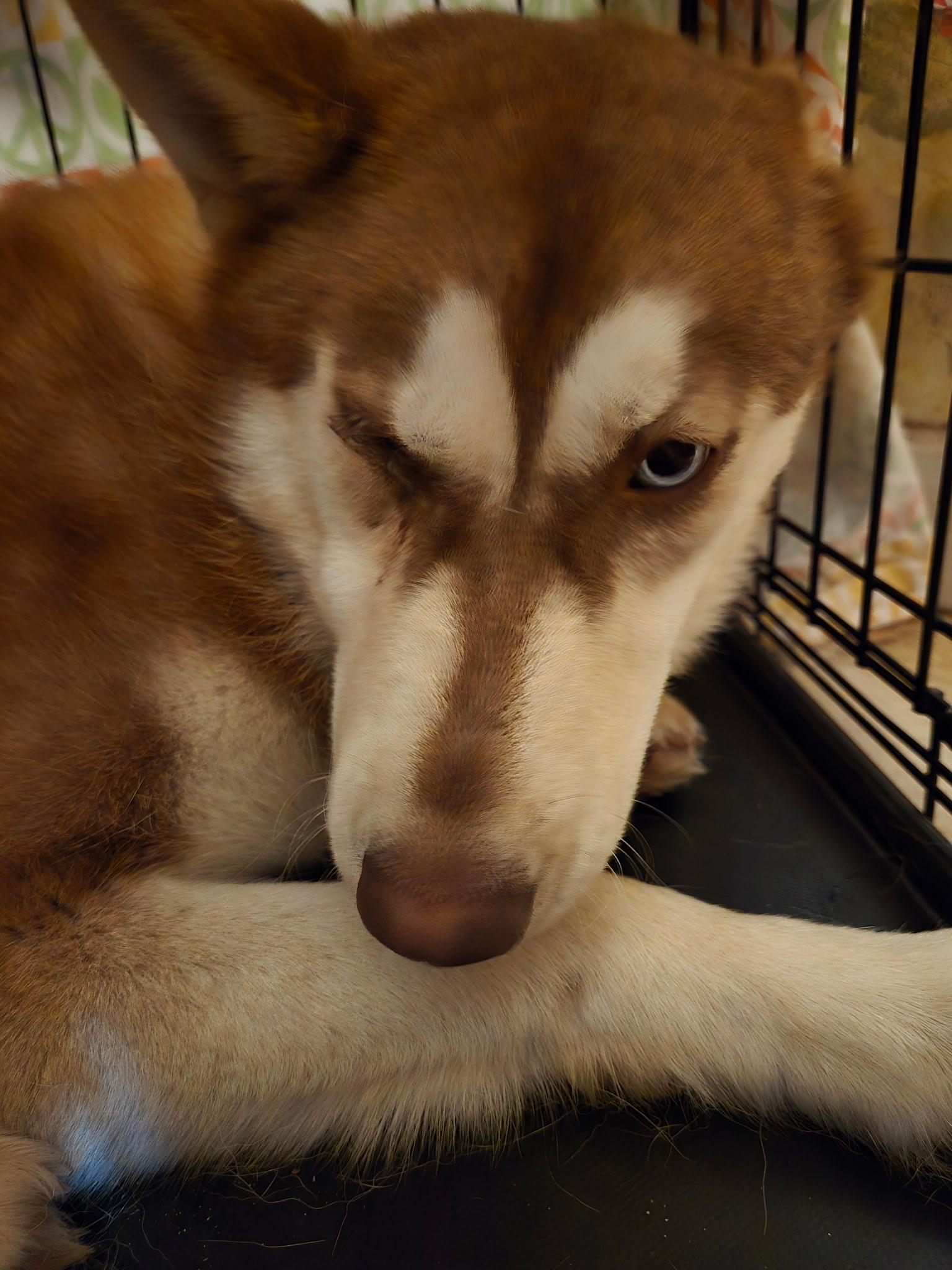 Enlarge Clara, a Adoptable Siberian Husky in Discovery Bay, CA image 3/6