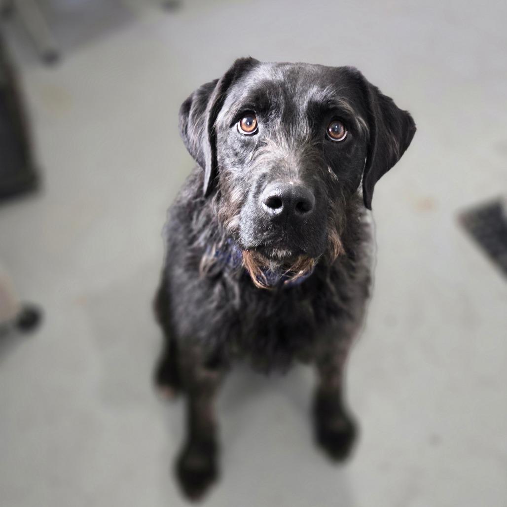 Zap, Adoptable, Adult Female Irish Wolfhound.