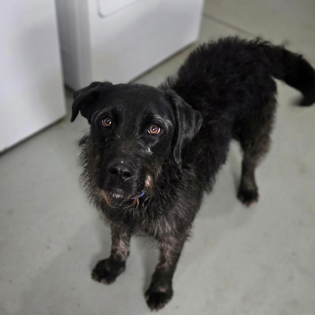 Enlarge Zap, a Adoptable Irish Wolfhound in Southington, OH image 3/3