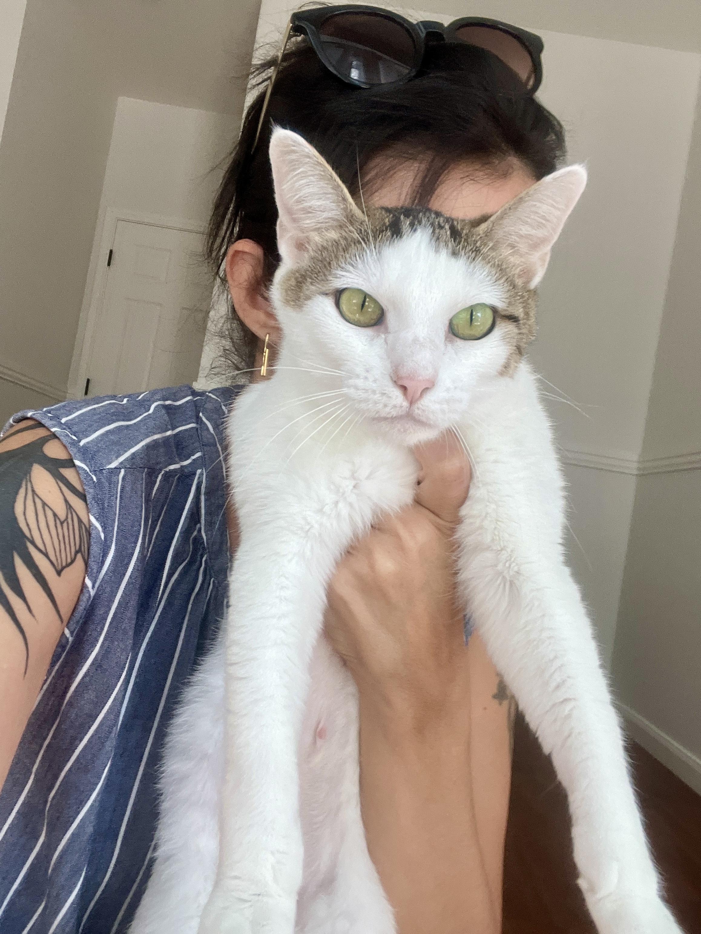 Enlarge Elizabeth, an adopted Domestic Short Hair in Round Rock, TX image 3/4