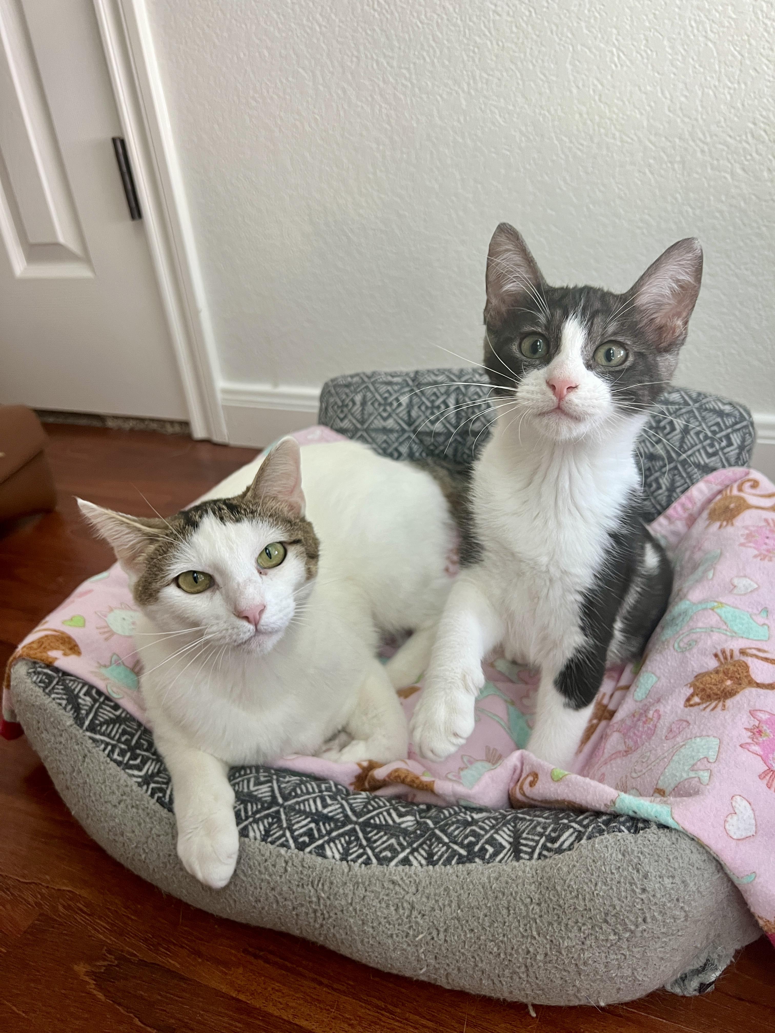 Enlarge Elizabeth, an adopted Domestic Short Hair in Round Rock, TX image 2/4