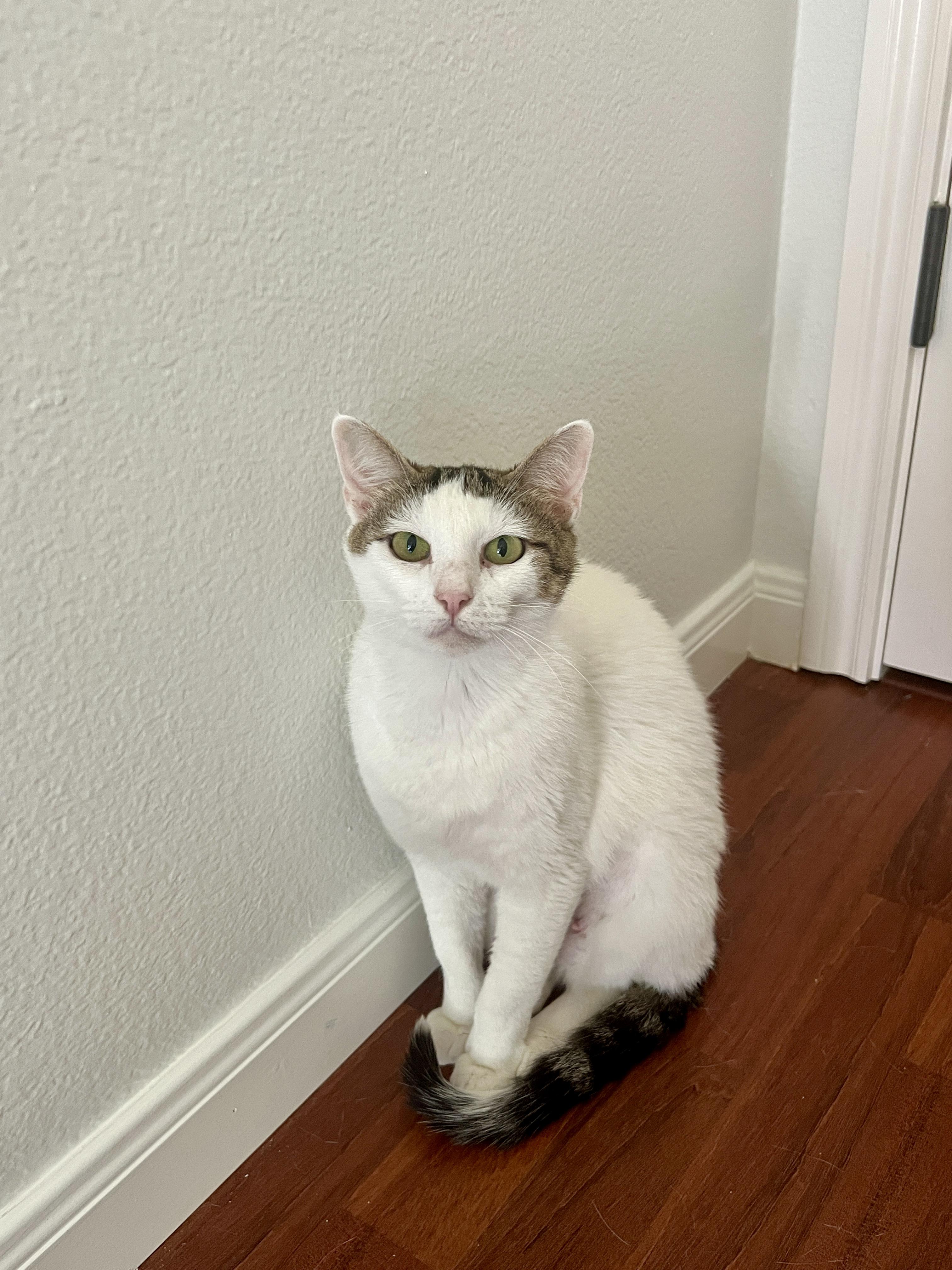 Enlarge Elizabeth, an adopted Domestic Short Hair in Round Rock, TX image 1/4