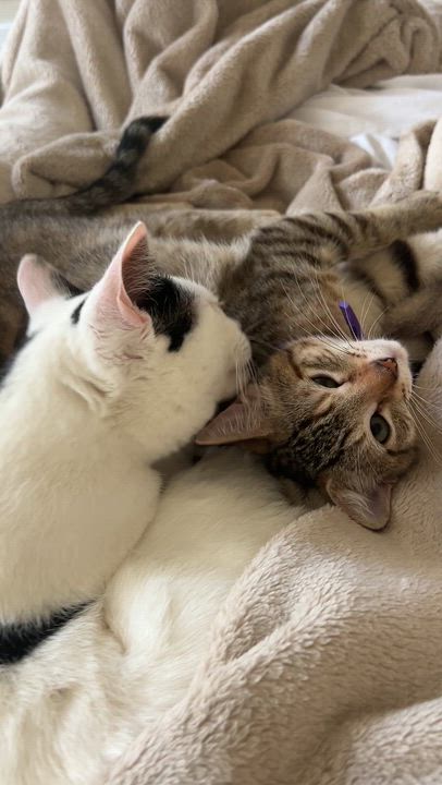 Enlarge Elizabeth, an adopted Domestic Short Hair in Round Rock, TX video 4/4