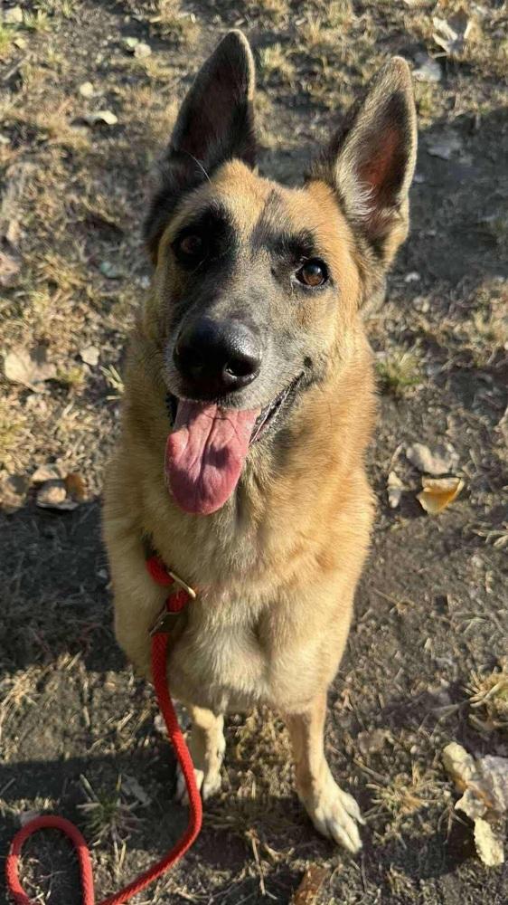 Shi, Adoptable, Adult Female German Shepherd Dog.