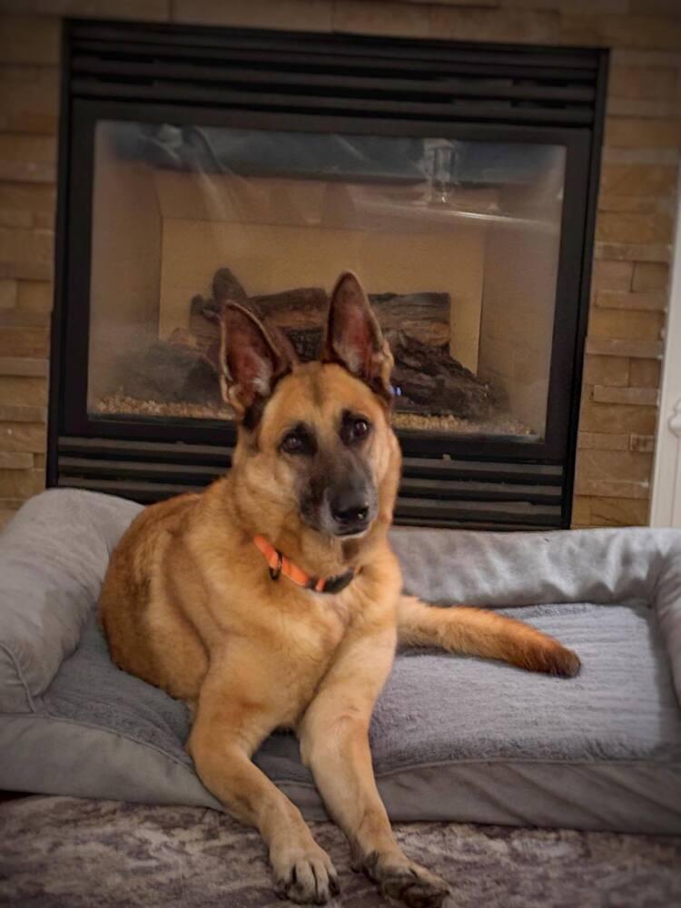 Shi, a Adoptable German Shepherd Dog image 2/6