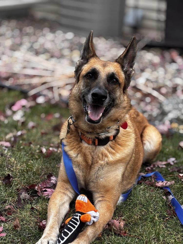 Shi, a Adoptable German Shepherd Dog image 3/6