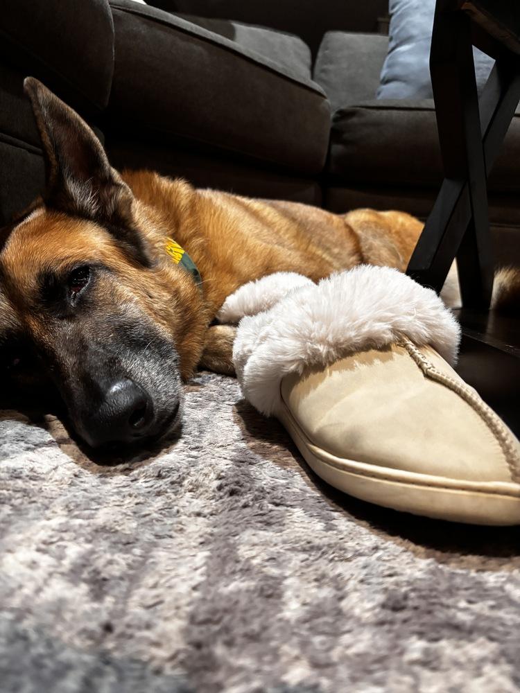 Shi, a Adoptable German Shepherd Dog image 4/6